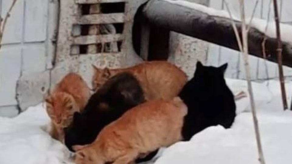 «Уже и не мяукают». В Барнауле пытаются спасти закрытых в подвале кошек