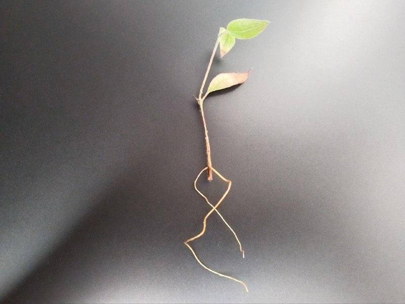 Черенок клематиса Арабелла, 30.11.2025