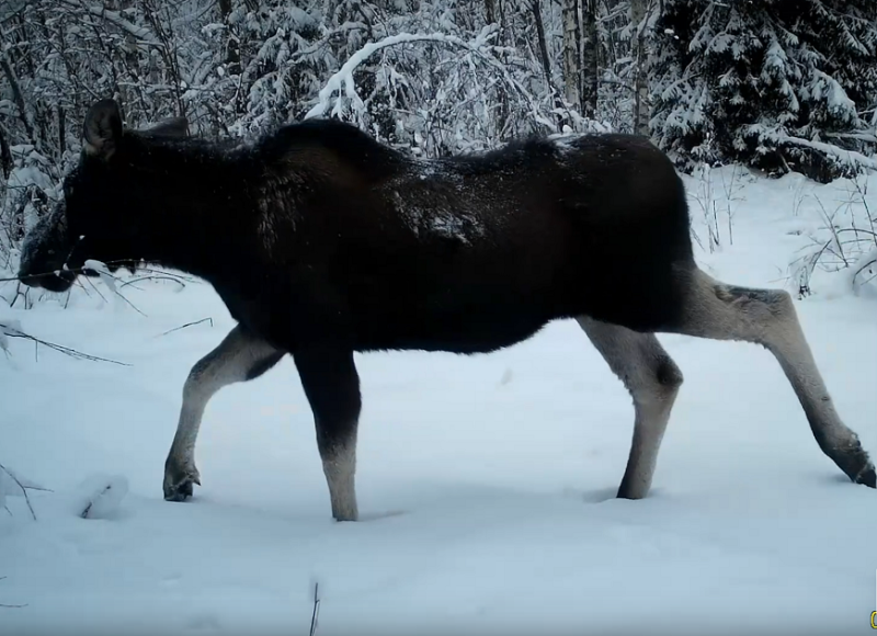 Фото: скрин с фотоловушки Кологривского заповедника