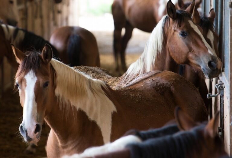    В Орске на 5,7 млн рублей обманули продавца и покупателя лошадей Оренбуржье