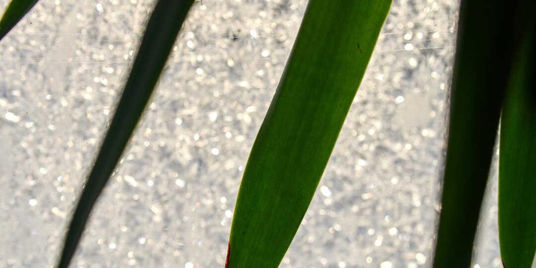 Мороз и домашняя пальма