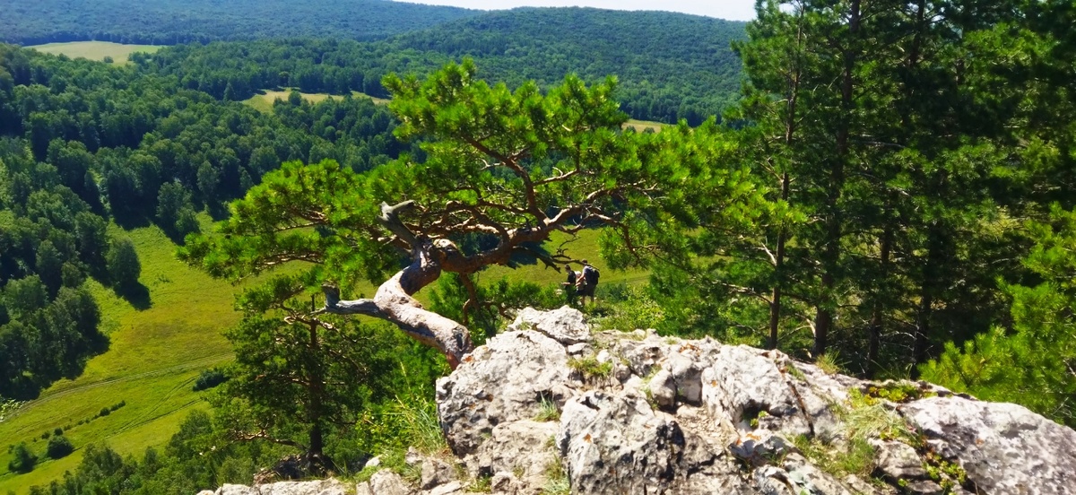 Сосна на камне в Гумеровском ущелье