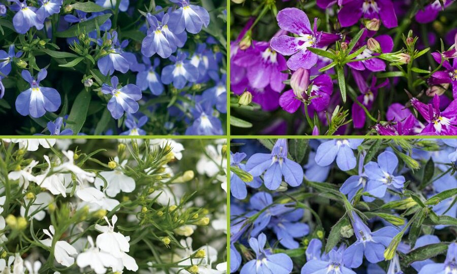 7 секретов выращивания лобелии: 4 и 6 самые важные, о которых мало кто знает.