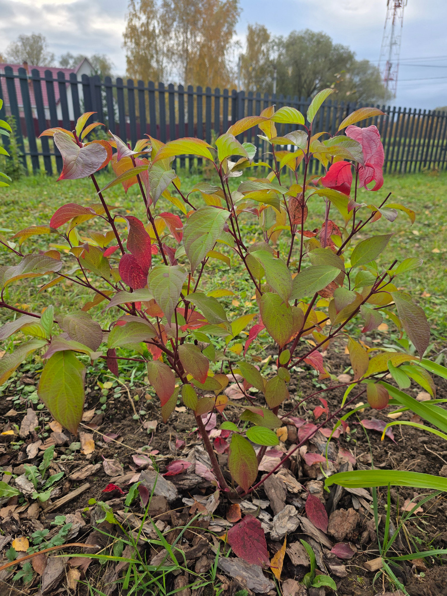 Дерен Вестонбирт