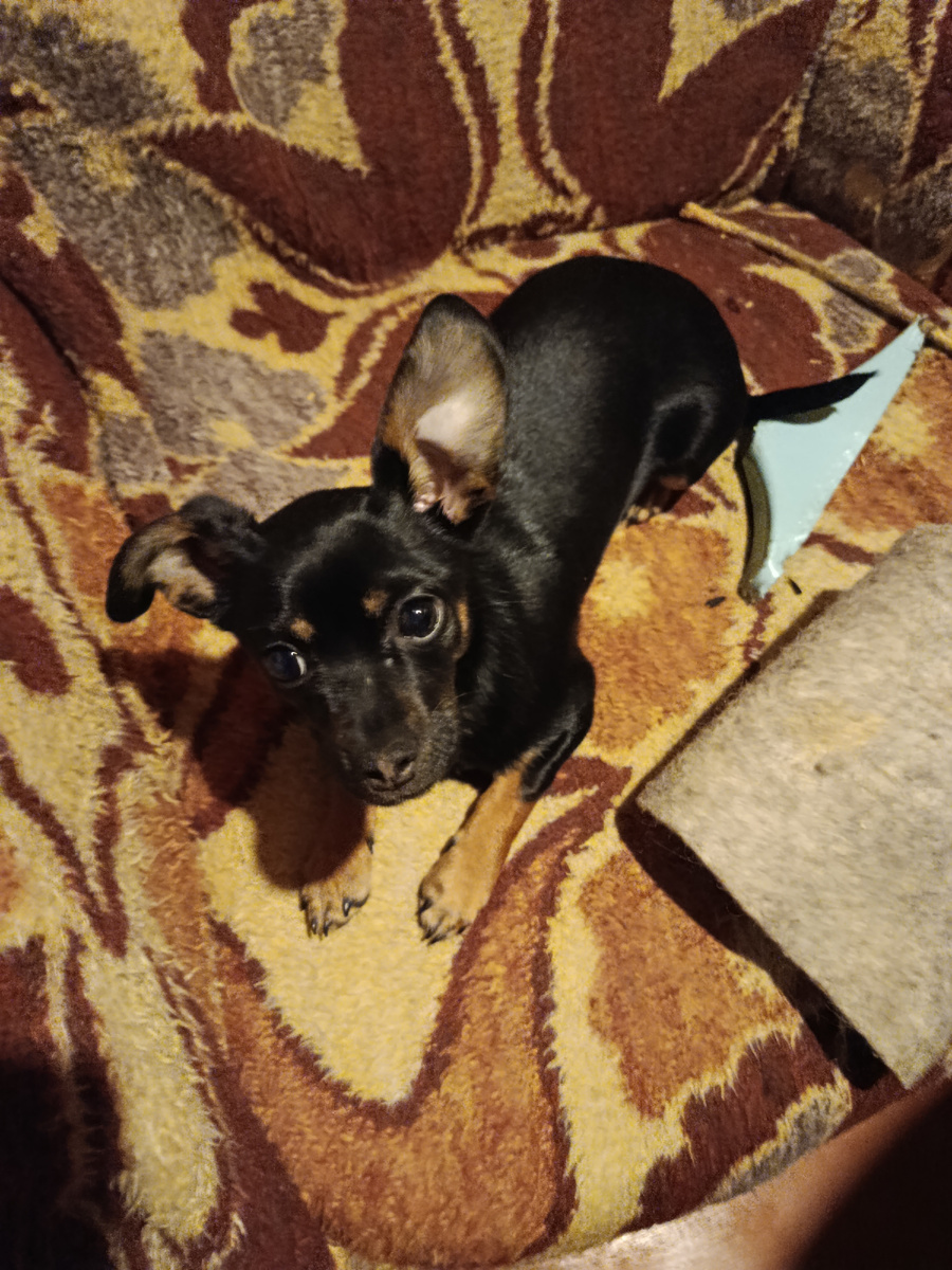 Моя маленькая подружка