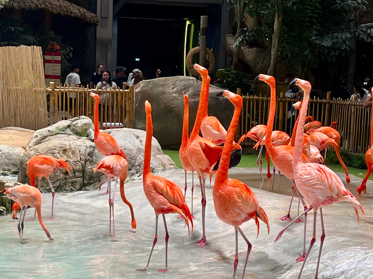 Все фото в статье авторские. Сделаны в SeaWorld Абу-Даби.