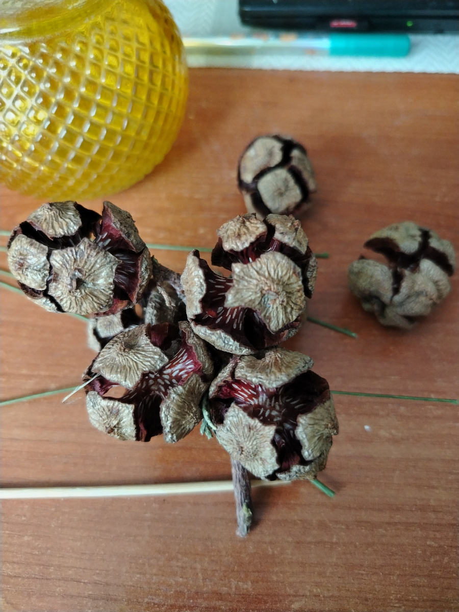 Целая ветка попалась в Лазаревском, на прогулке. 