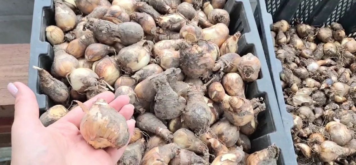 Здоровая луковица нарцисса