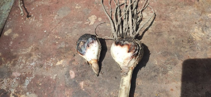 Пенициллезная гниль