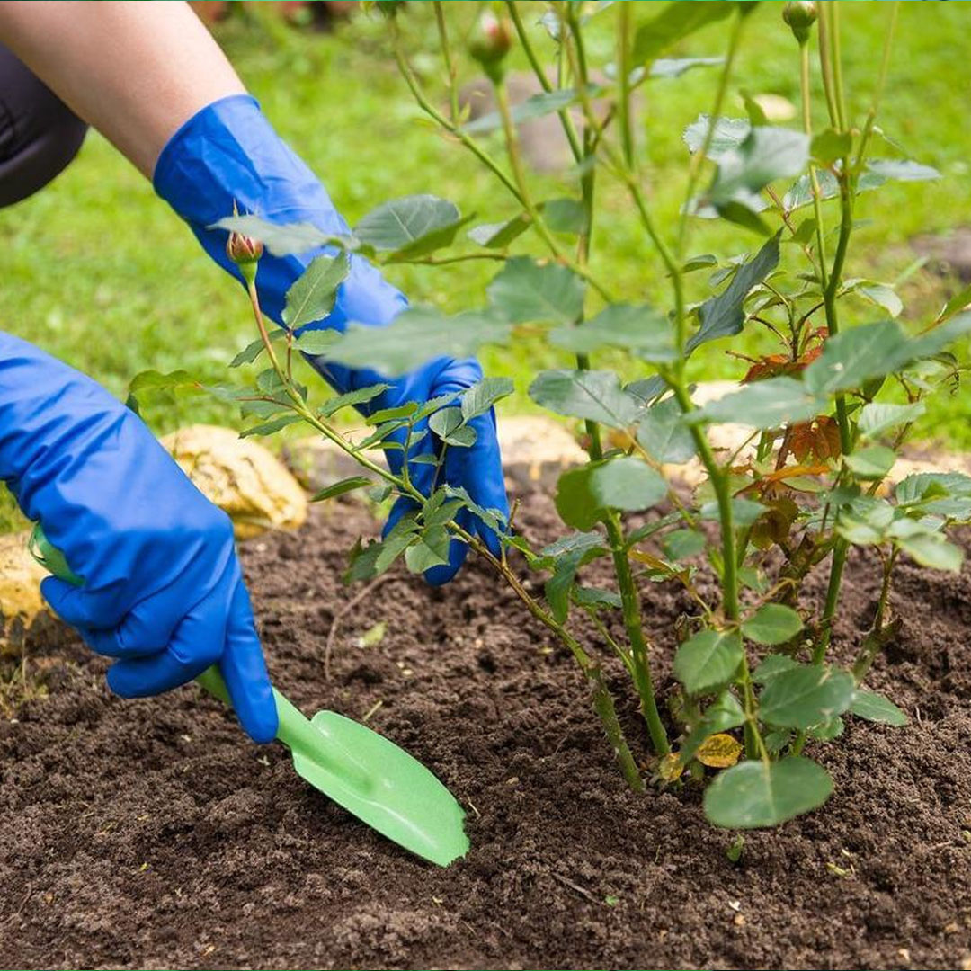 Грамотный уход требуется кусту роз любого возраста