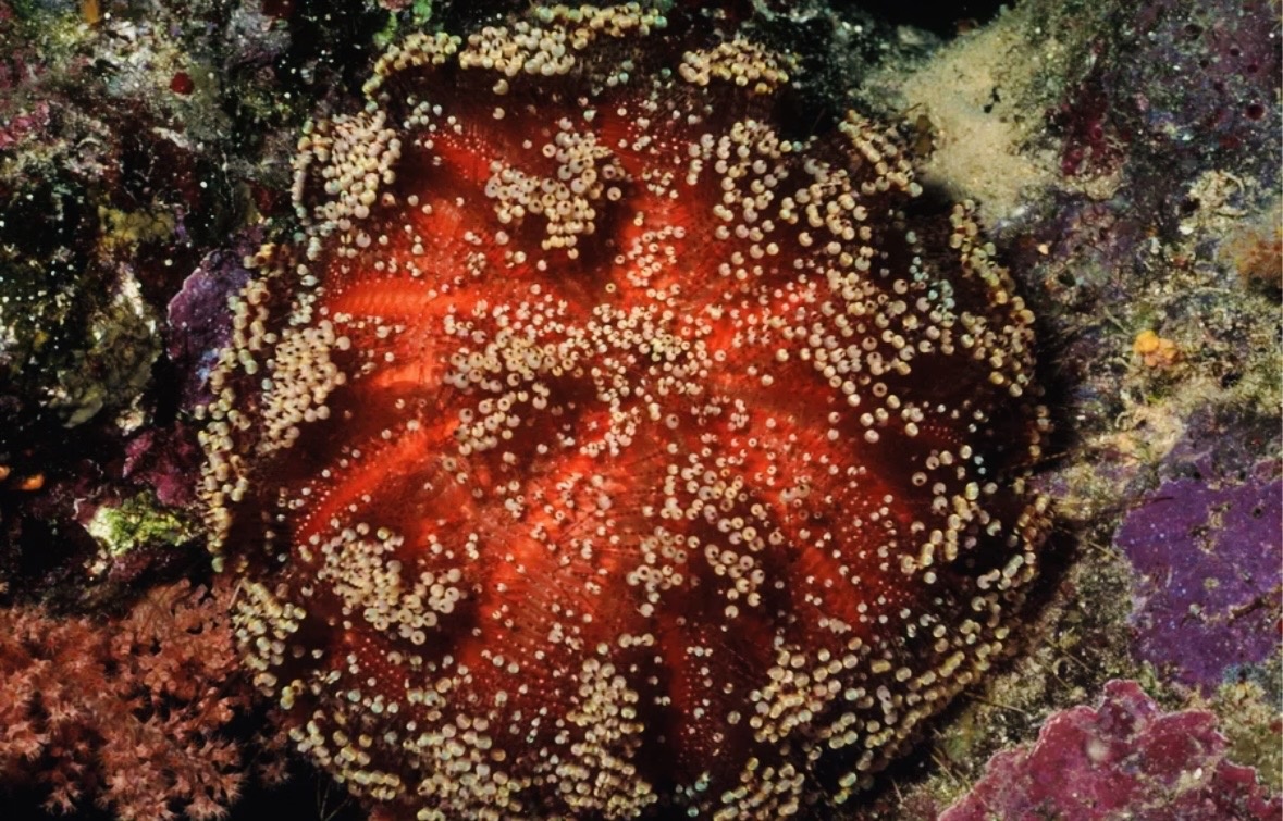 Фото из свободного источника интернет 