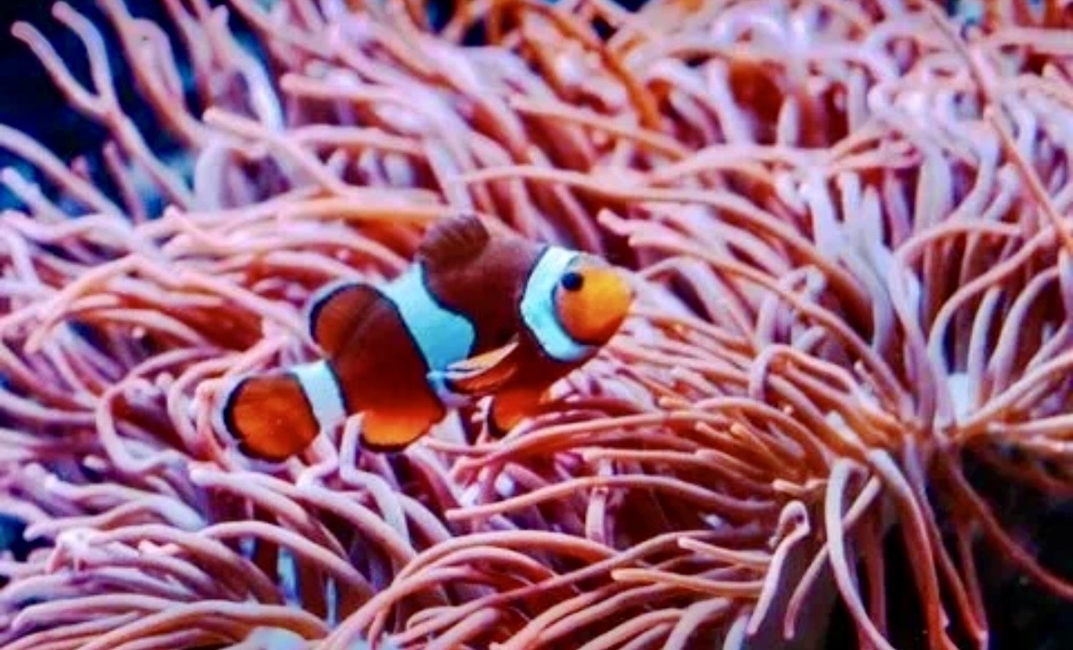 Фото из свободного источника интернет 