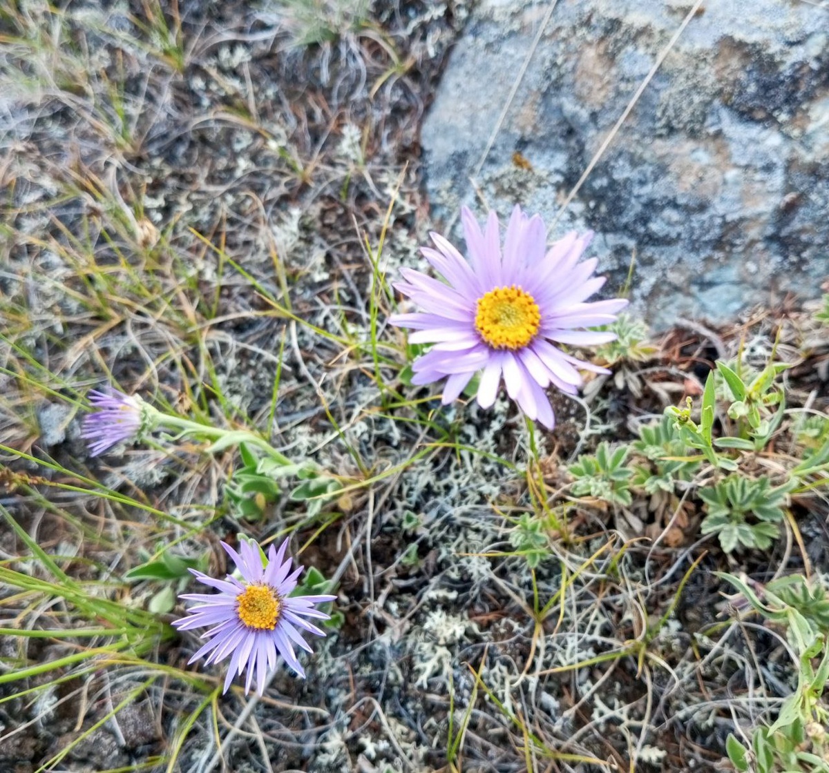 Хрупкое равновесие 