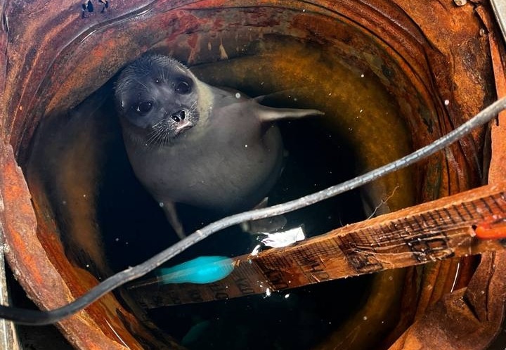 На севере Красноярского края нерпа поселилась на метеостанции