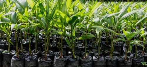 Высадка цветов в грунт. Фото из открытых источников