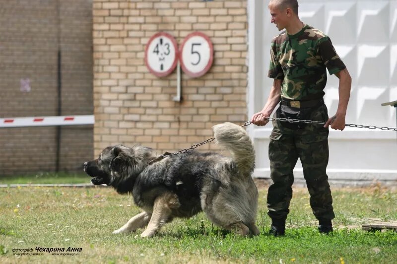 фото Анны Чехариной...
