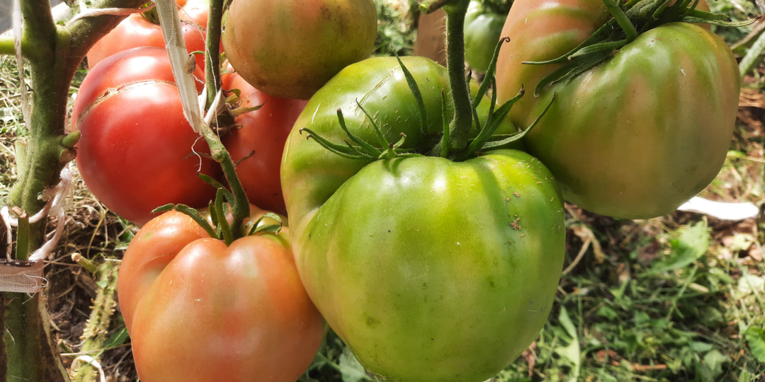 Какой урожай томатов я считаю удачным?
