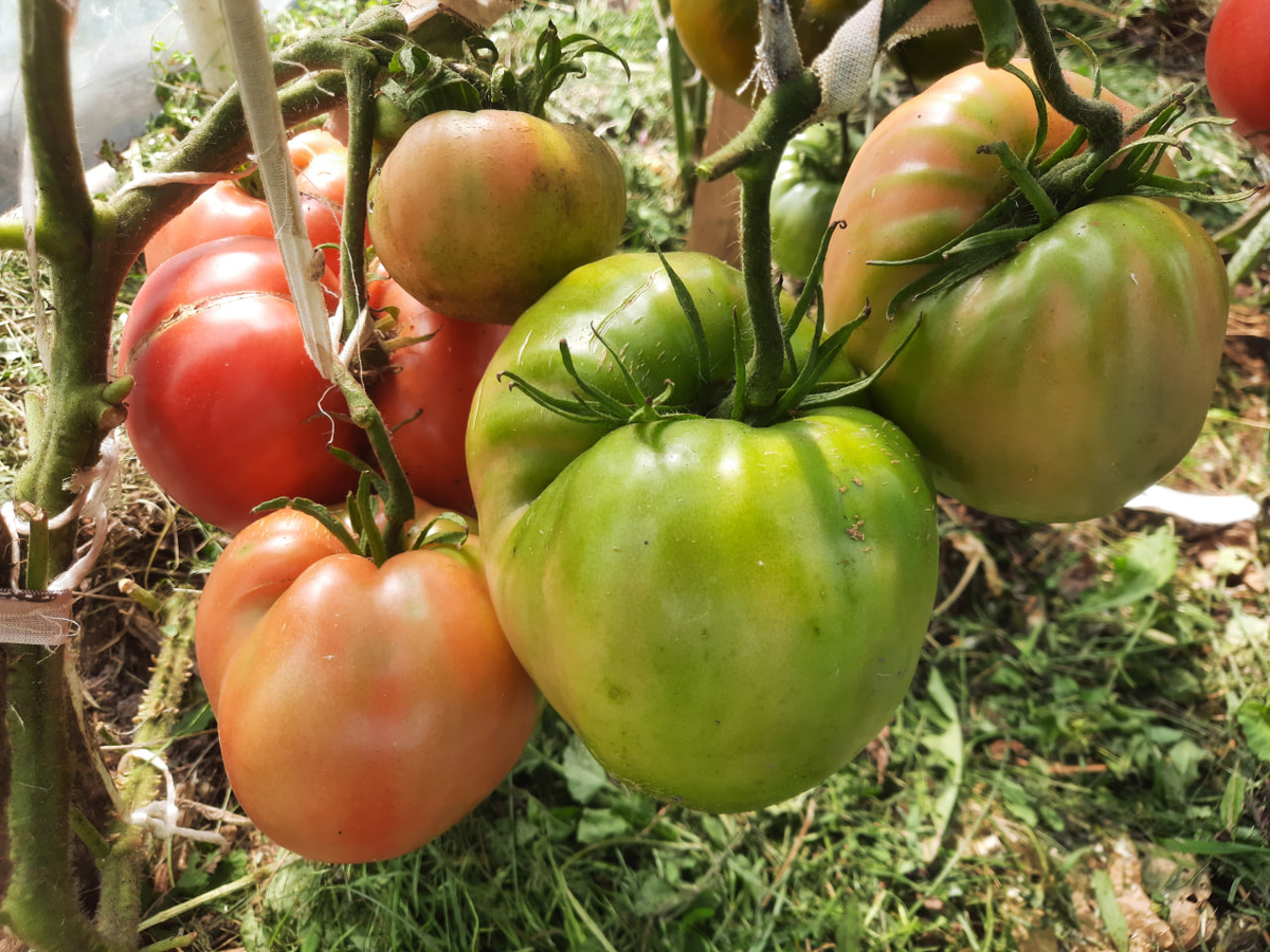 Минусинские плоские сердца