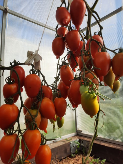 Томат Легенда Тарасенко