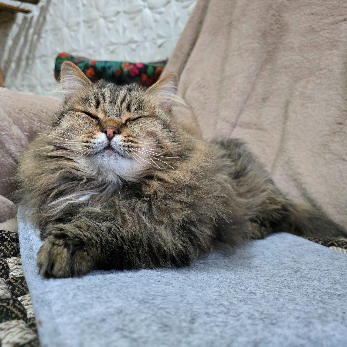 блаженство от ухода за шубкой