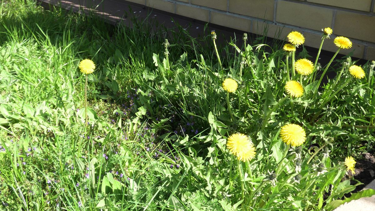 Одуванчики. Фото автора