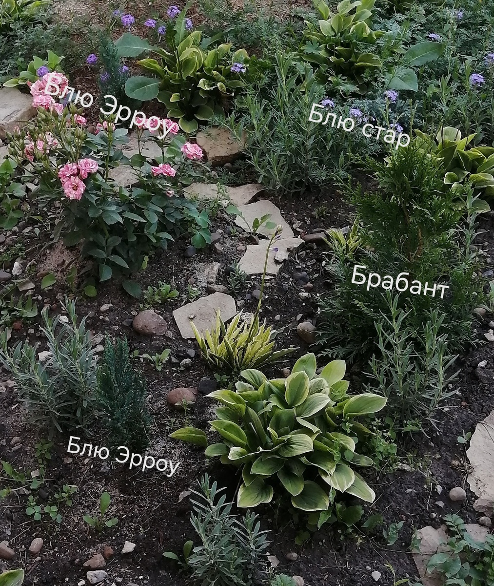 Моя будущая хвойная композиция. Лето 2023г