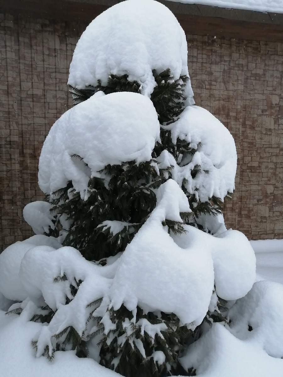 Опять вся в снегу. Январь 2026г 