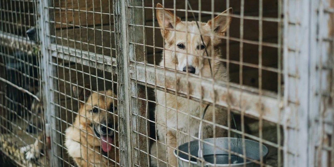 Поможем вместе: салехардский приют для собак и кошек открывает двери