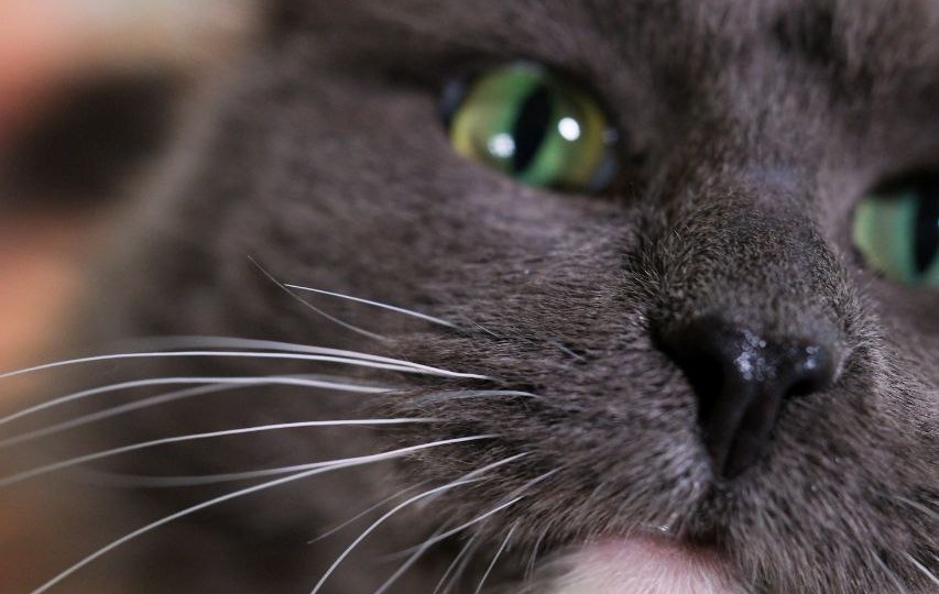 Хранитель спокойного сна