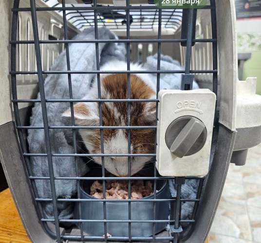 СОС! Коту с вокзала срочно нужен донор для переливания!!! Помогите спасти.