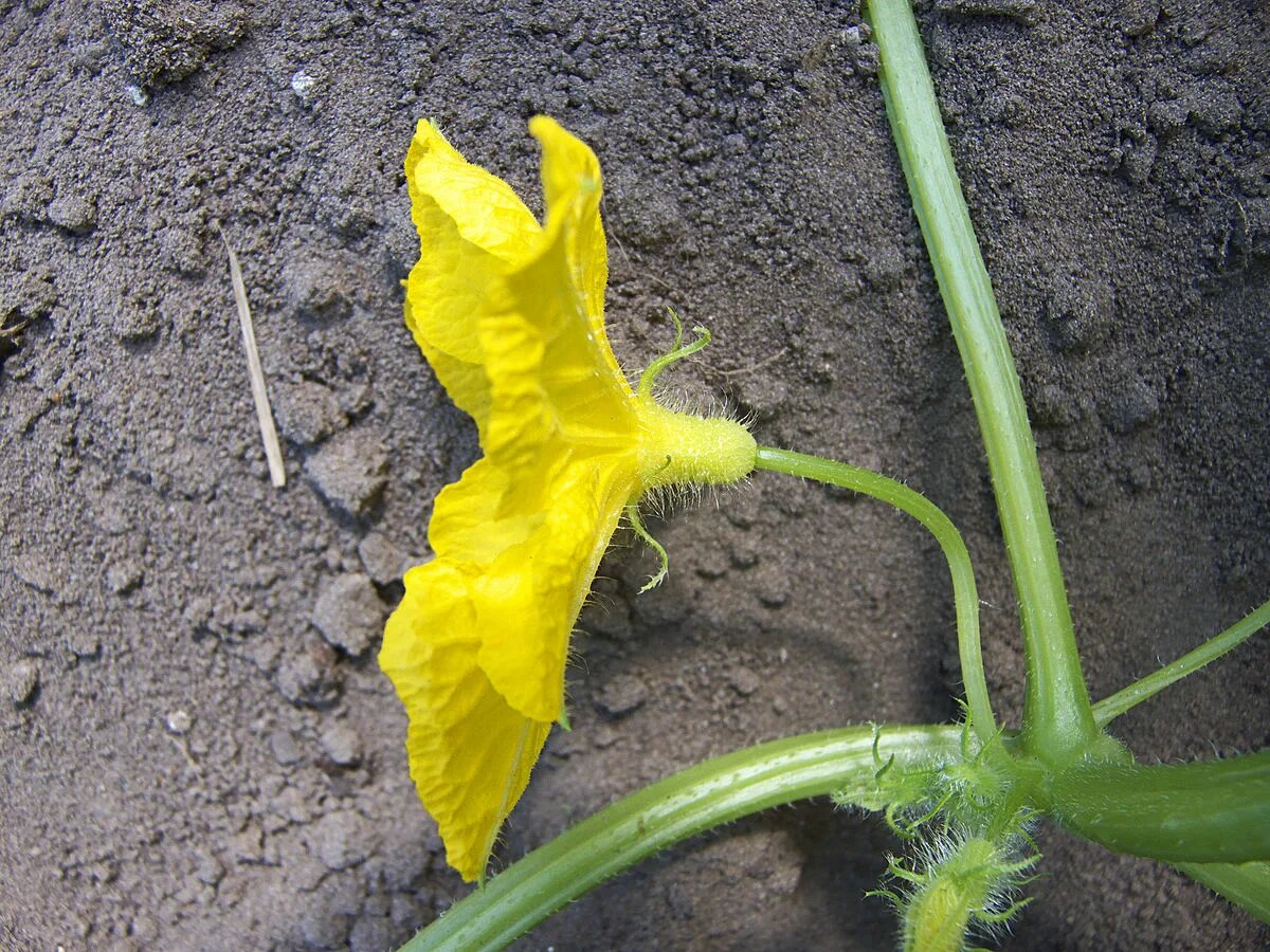 пустоцвет огурцов. Вдали от города