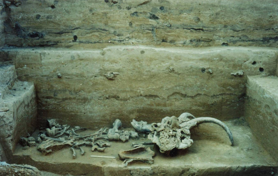 Слой костей мамонта со стоянки Костенки 14. Раскопки А.А. Синицына