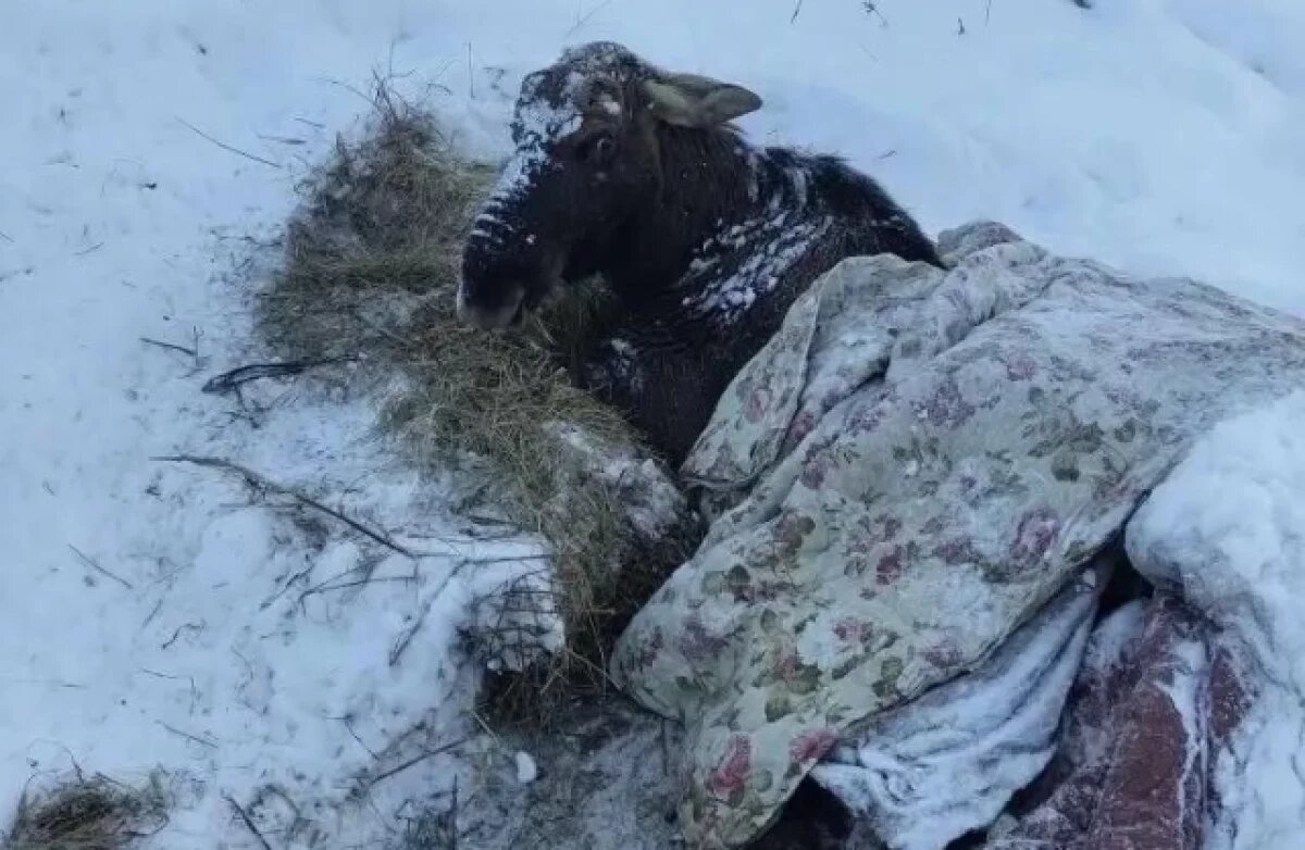    Жители Ярославской области узнали, куда увезут спасенного из пруда лося