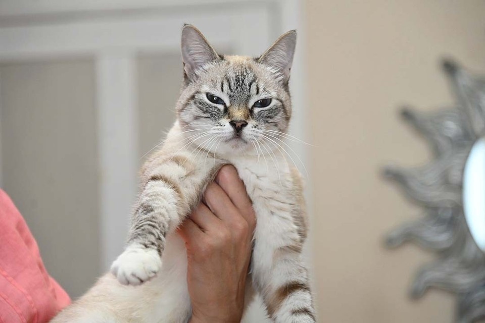    Чаще всего пассажирами были кошки и собаки. Ольга ЮШКОВА