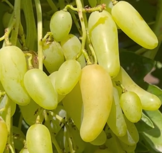 Банановые ножки