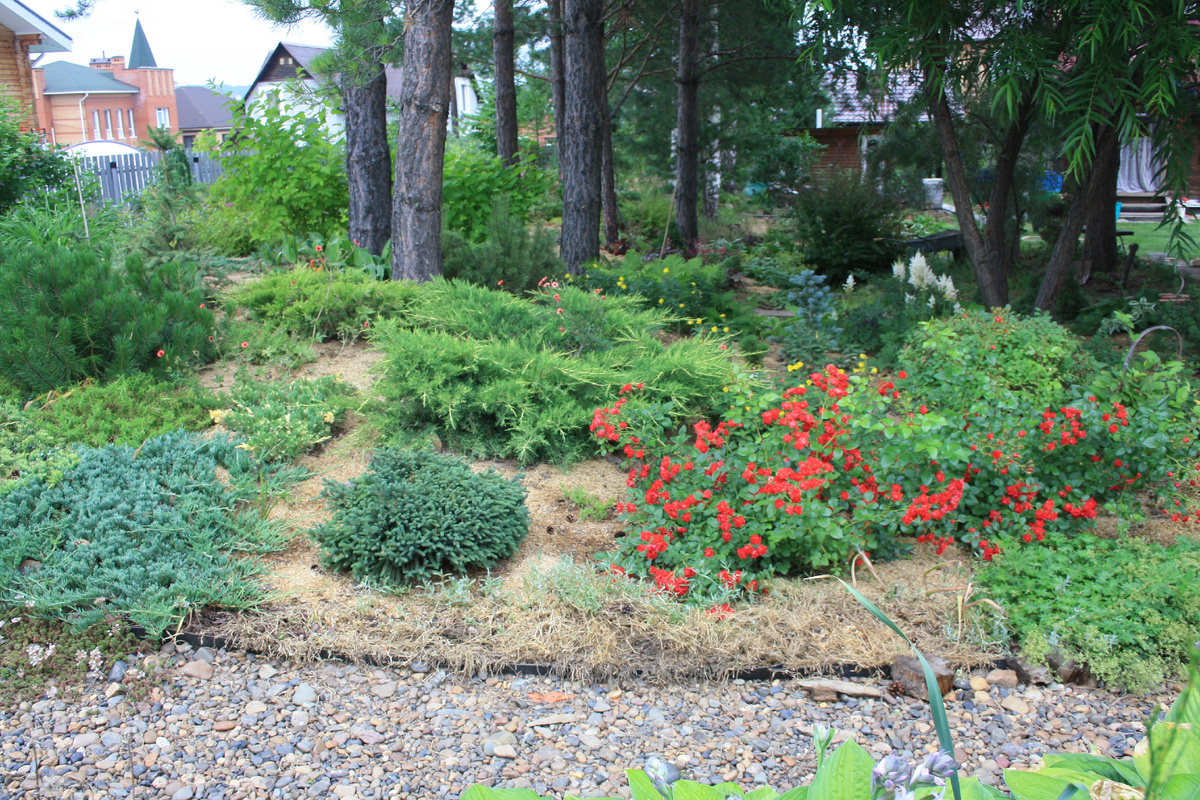 почвопокровные розы на хвойной горке