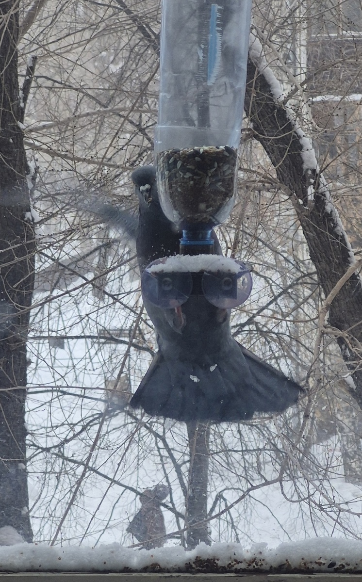 цепляется и все время машет крыльями, при этом ест. Неудобно, но эффективно