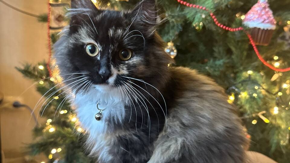 «Двигает всё, даже то, что не двигается!» Счастливый привет от Шуши, которая теперь Фиби!