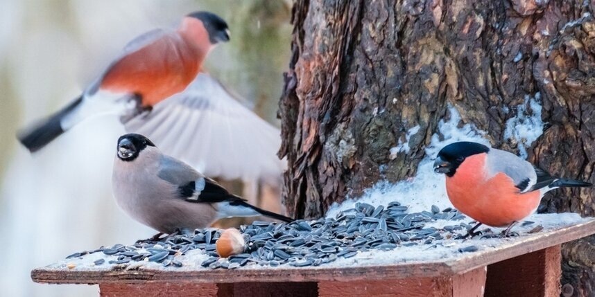    Алёна Бобрович