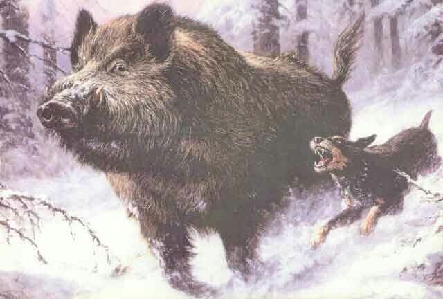 Ягдтерьер вам не домашний любимец! В отсутствие кабана кабаном он назначит первую встречную собаку, уж не говоря о том, что людей этот маленький демон тоже ненавидит.