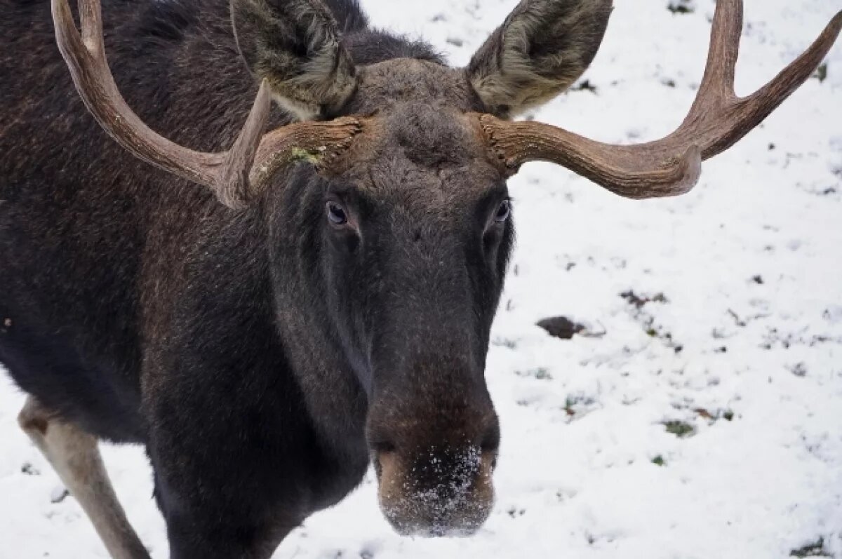    На тульских дорогах в 2025 году погибло более 170 диких животных