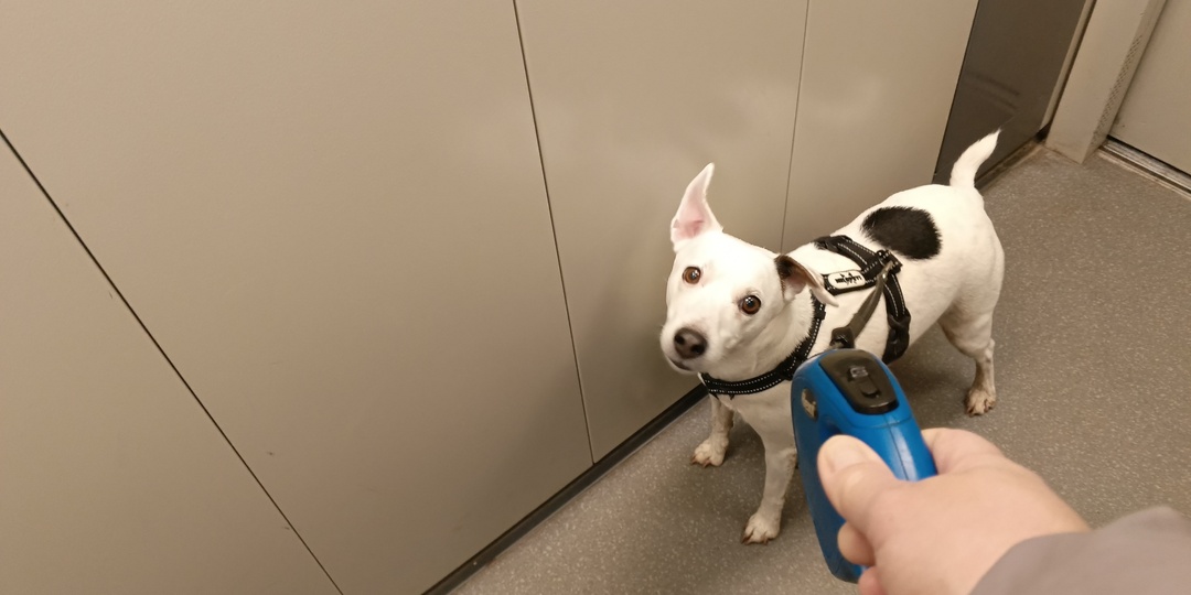 Ваша собака – ваше отражение!