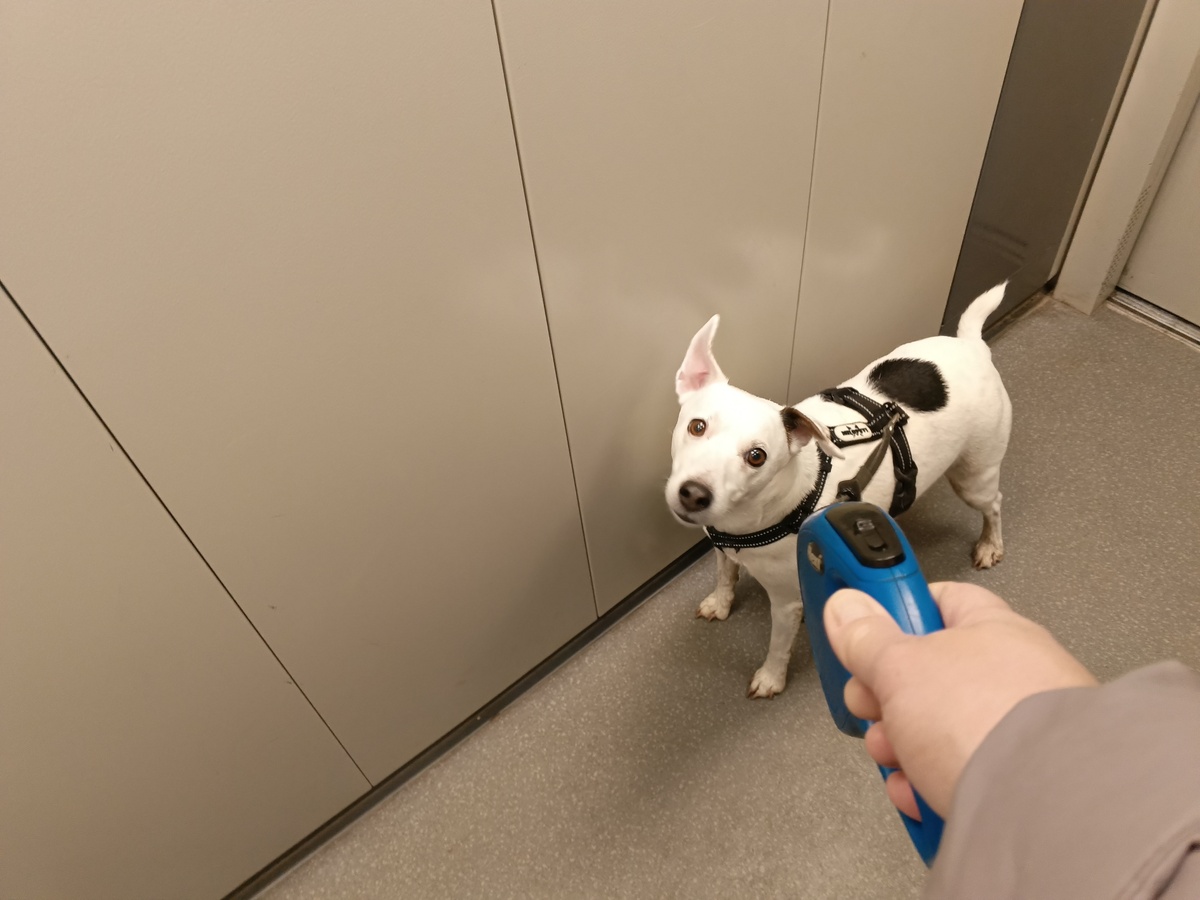 Ваша собака - ваше отражение