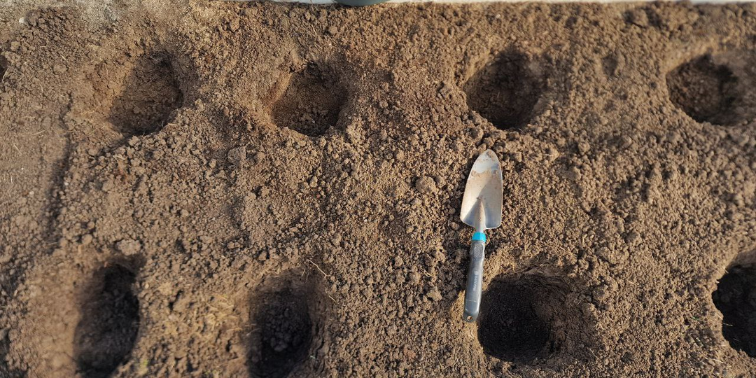 Что положить в лунку при посадке помидоров: 5 проверенных рецептов для отличного урожая