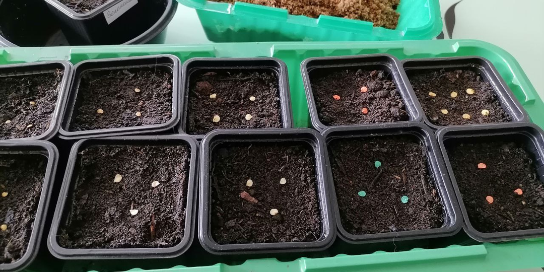 Когда сажать перец на рассаду? Благоприятные сроки и дни + индивидуальный подход