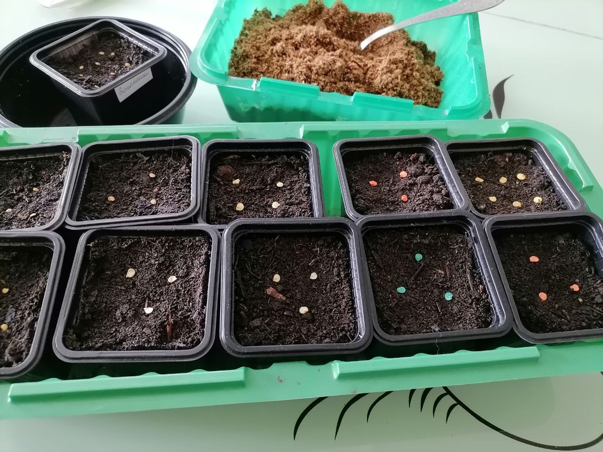 Посев на рассаду перцев, фото из архива автора