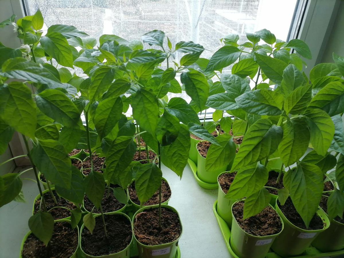 Рассада перцев на подоконнике, фото автора
