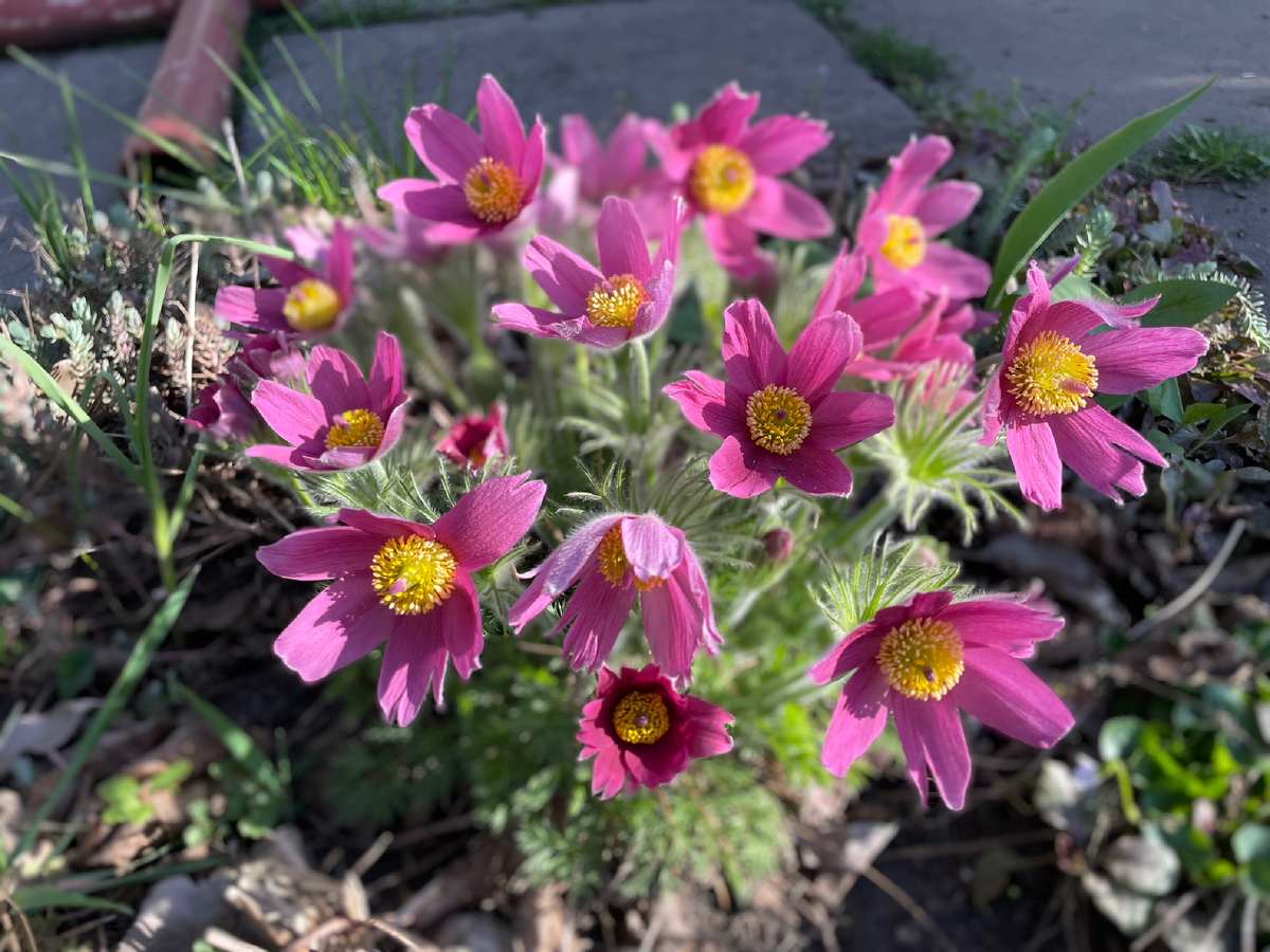 Прострел обыкновенный в моем саду. 2025