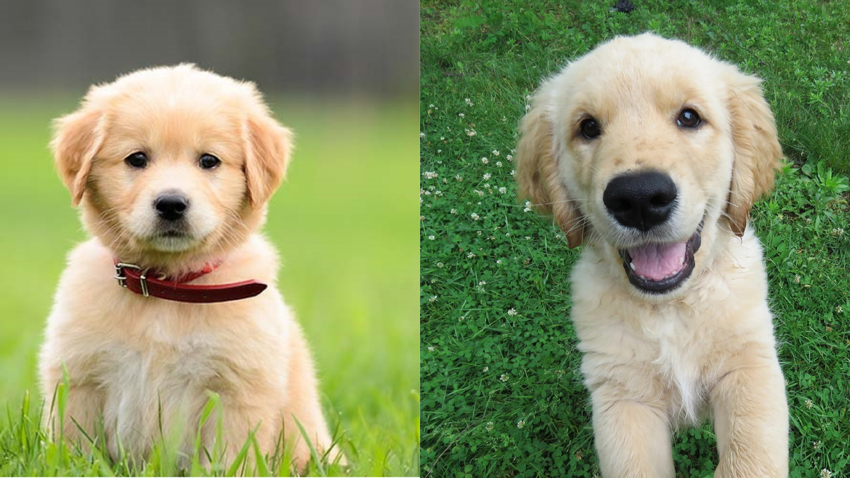 Золотистый ретривер