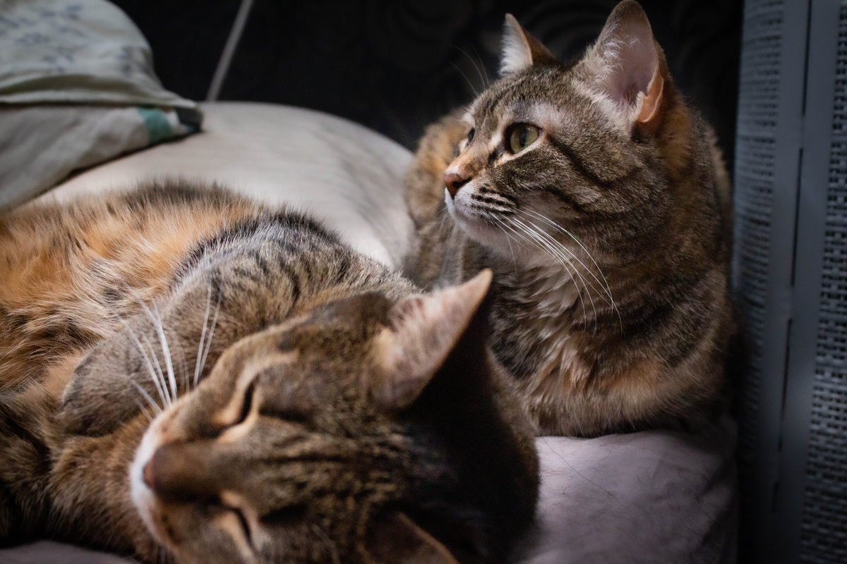 Коша Моша: "Ты весь день спать собираешься?". Мура: "Я только за!"